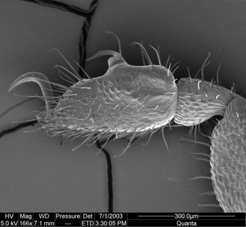 Media type: image;   Invertebrate Zoology 134640